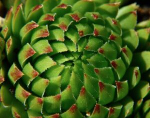 酵素ドリンクでタンパク質が多いものはどれですか？
