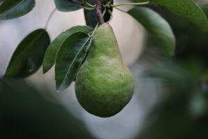 酵素ドリンクの熟成タイプと非熟成タイプの比較はどれが良い？